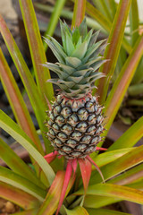 Growing Pineapple between high Grass at Plantage in Thailand