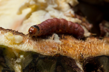 Close up of worm (Mudaria luteileprosa Holloway) on durian fruits.
