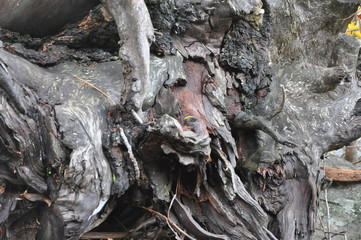 Stump Roots
