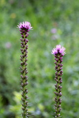 Dense blazing star or Liatris spicata or Prairie gay feather herbaceous perennial flowering plants with tall spikes full of closed flower buds starting to open and bloom planted in local urban garden 