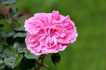 Obraz premium Densely layered fully open blooming pink rose surrounded with dark green leaves in local urban garden on warm sunny spring day