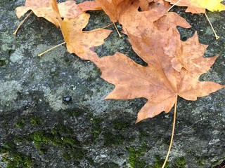 Fall Leaves on Mossy Rock
