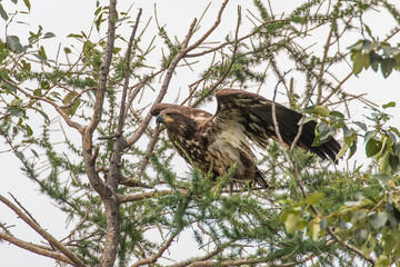 Juvenile Bald Eagle in Alaska