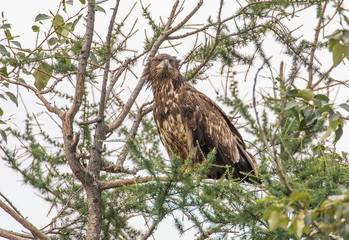 Juvenile Bald Eagle in Alaska