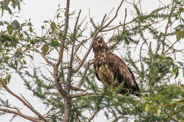 Juvenile Bald Eagle in Alaska