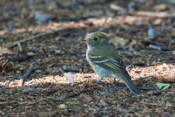Hammond's Flycatcher in Alaska