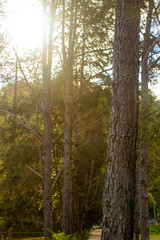 The trees and the sun