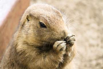 Fototapeta premium Black-Tailed Prairie Dog (Cynomys ludovicianus) head shot portrait with hands next to mouth. This rodent lives in large colonies underground.