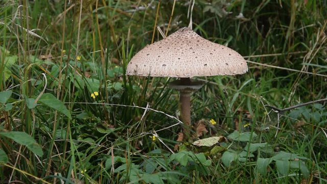 Macrolepiota procera ft7109_0883 Mazza di tamburo Parasol mushroom Velika sunčanica
