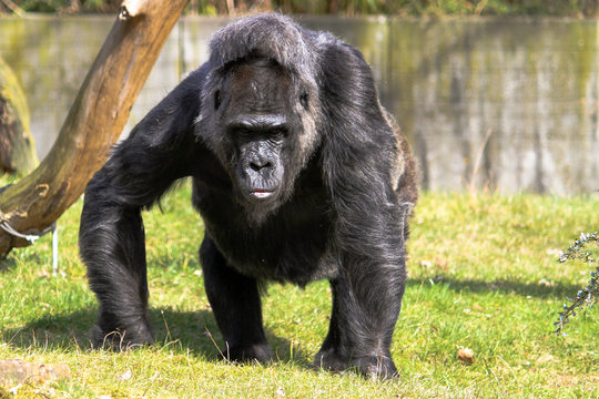 Gorilla walking on the green grass field and looking into the camera. Large adult gorilla staring.