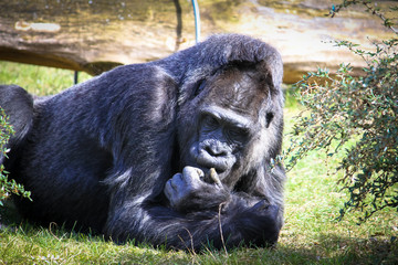 Gorilla lying on the green grass field and in a seemingly pensive manner behaviour. Large adult gorilla thinking lying on the ground.