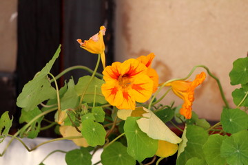 Garden nasturtium or Tropaeolum majus or Indian cress or Monks cress annual flowering plant with...