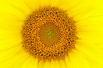 Yellow flower of sunflower close-up. The middle of the inflorescence and the petals.