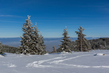 Winter landscape of Vitosha Mountain, Bulgaria