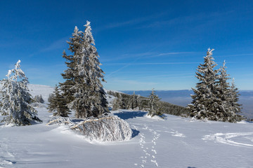 Winter landscape of Vitosha Mountain, Bulgaria