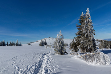 Winter landscape of Vitosha Mountain, Bulgaria