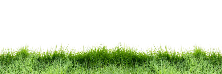 Banner of the grass field isolate on white background. Beautiful green grass on white background....