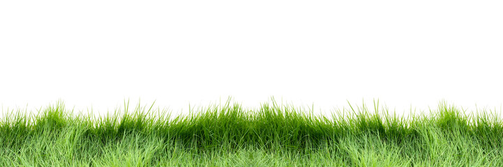 Banner of the grass field isolate on white background. Beautiful green grass on white background. Can use for add text and abstract background. Panoramic banner.