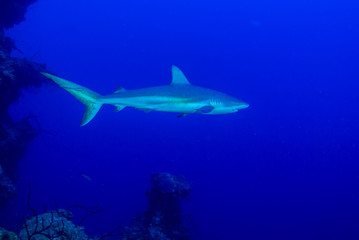 A Caribbean reef shark presiding over his stretch of ocean. The predator has a bad reputation but is fine for divers to swim around. Unfortunately these species are in mass decline