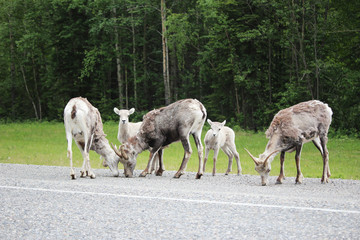 Obraz premium Sheep linger on side of road