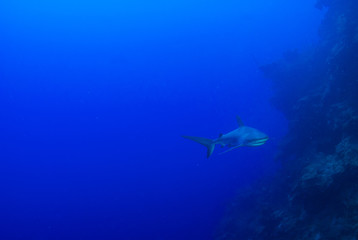 Fototapeta na wymiar A Caribbean reef shark presiding over his stretch of ocean. The predator has a bad reputation but is fine for divers to swim around. Unfortunately these species are in mass decline