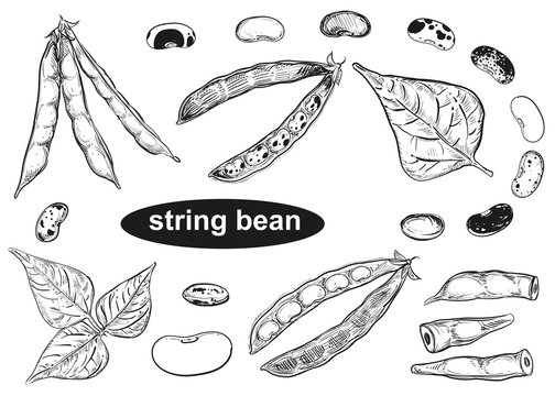 Detailed hand drawn ink black and white illustration set of string bean, leaf. sketch. Vector eps 8