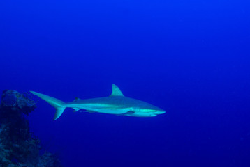 A Caribbean reef shark presiding over his stretch of ocean. The predator has a bad reputation but is fine for divers to swim around. Unfortunately these species are in mass decline