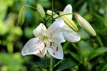 Lily or Lilium pure white with dark spots fully open blooming perennial flower surrounded with closed flower buds on dark green leaves background planted in local urban garden on warm sunny spring day