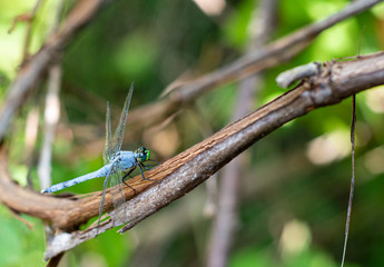 close up of a dragon fly on a limb with green background