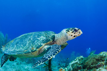 A hawksbill turtle cruising through the reef in the tropical waters of Grand Cayman. These slow creatures take life very calmly