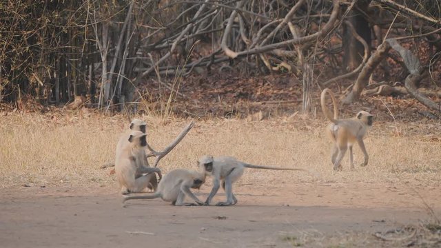 a 180p slow motion clip of gray langur monkeys wrestling at tadoba ahdhari tiger reserve in india