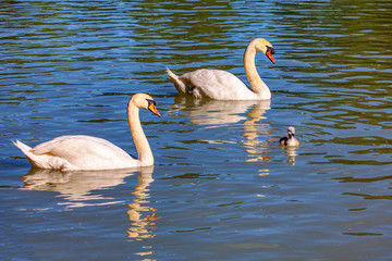 Pair of white swans and little cygnet swimming on the lake 