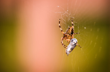 Spider eating prey