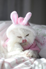 cat rabbit in basket