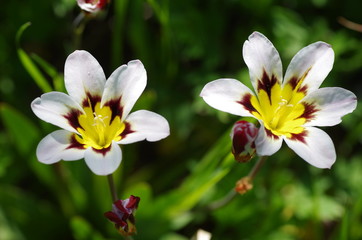 スパラキシス（スイセンアヤメ）の花