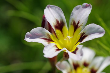 スパラキシス（スイセンアヤメ）の花