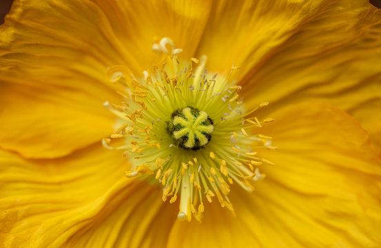 Close up of yellow poppy