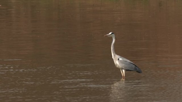 a grey heron stands in a waterhole at tadoba andhari tiger reserve in India