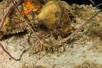 A Caribbean spiny lobster shot at night as he emerges from underneath a concrete ledge. The creature uses the cover of darkness to hunt at night