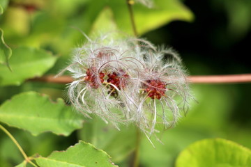 Old mans beard or Clematis vitalba or Travellers joy climbing shrub plant with multiple long silky hairy appendages growing on single stem surrounded with light green leaves planted in local garden on