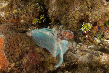 A Caribbean reef octopus is maruding on the reef at night under the cover of darkness. This fascinating creature is at home in the tropical waters of the Cayman Islands