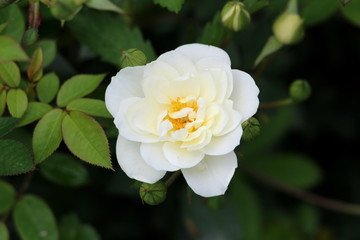 Open blooming garden rose with pure white petals surrounded with dark green leaves in local urban garden on warm sunny spring day