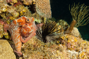 A Caribbean reef octopus is maruding on the reef at night under the cover of darkness. This fascinating creature is at home in the tropical waters of the Cayman Islands