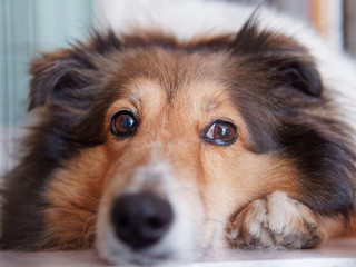 Closeup portrait of Shetland sheepdog, cute adult domestic animal, best friend for human, beautiful...