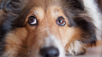 Closeup portrait of Shetland sheepdog, cute adult domestic animal, best friend for human, beautiful pedigreed dog face, close up black eyes with nose, funny dog expression.