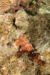 A Caribbean reef octopus is maruding on the reef at night under the cover of darkness. This fascinating creature is at home in the tropical waters of the Cayman Islands