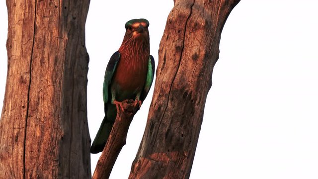 a sunset shot of an indian roller bird perched in a tree at tadoba andhari tiger reserve in india