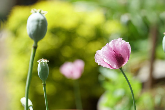 Opium Poppy flower in the garden.