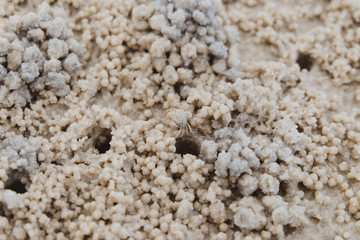 wheat grains of rice