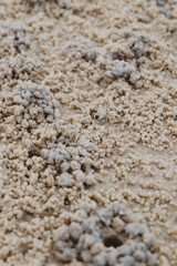 background of rice